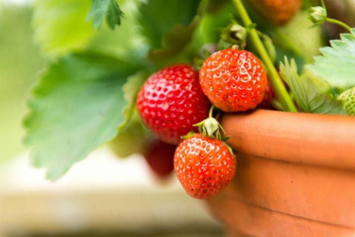 fragole in vaso | Come piantare le fragole a casa per averne una scorta infinita fragole in vaso | Come piantare le fragole a casa per averne una scorta infinita