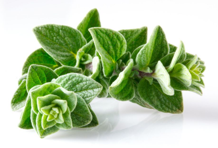 origano1 1 | Origano: pianta terapeutica che previene e cura origano1 1 | Origano: pianta terapeutica che previene e cura