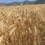 107098330 274575697309424 1480817187775102399 o | Azienda Agricola Subiaco