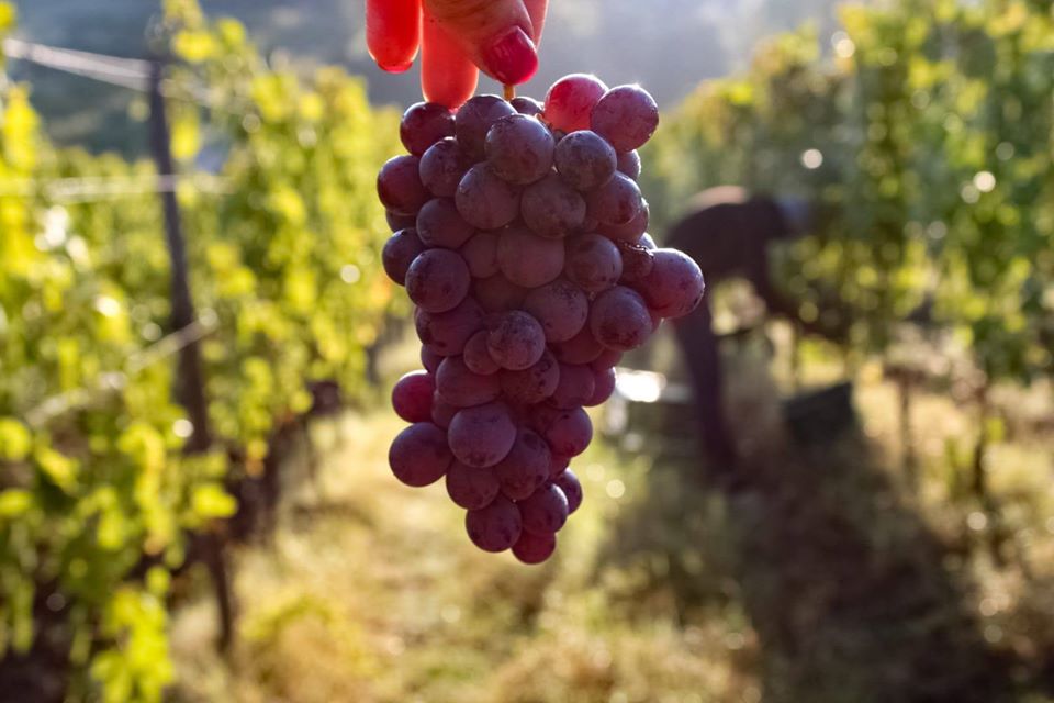 118138299 3269054679856778 4606158286256838886 o 1 | La Vendemmia “Biodinamica”