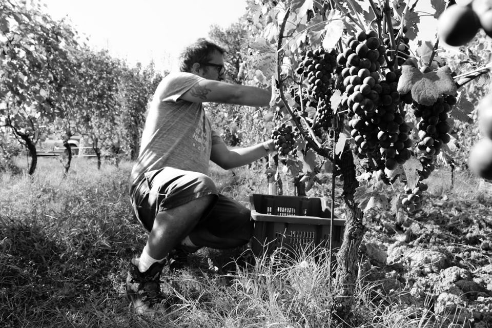 118187669 3269054689856777 8202794877790158812 o 1 | La Vendemmia “Biodinamica”