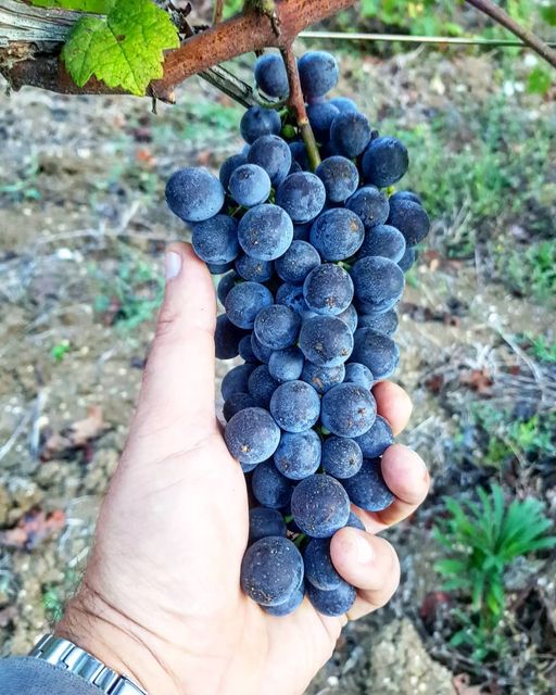 120005842 4386914564712345 2793748997351640550 o | La Vendemmia “Biodinamica”