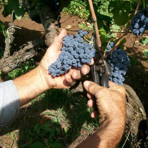 Vini Giovanni Terenzi