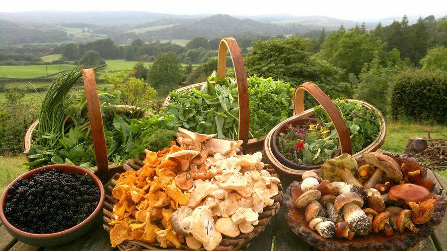 foraging 2 | Foraging, la riscoperta di un sapere antico Foraging