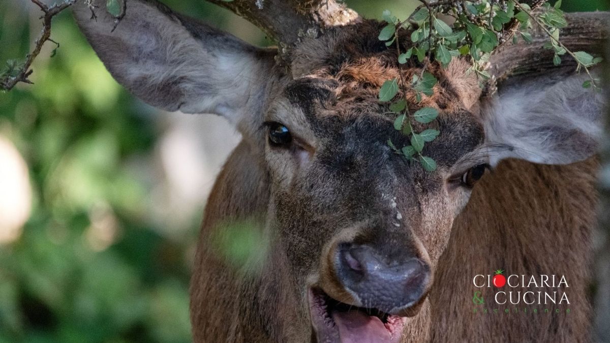 Trekking in Ciociaria | Esplora la Ciociaria d’autunno: il trekking perfetto tra natura e tradizione Trekking in Ciociaria