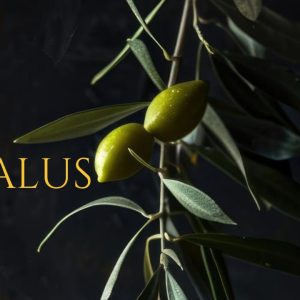 Olio extra vergine In Olea Salus di Cantina Monticiana