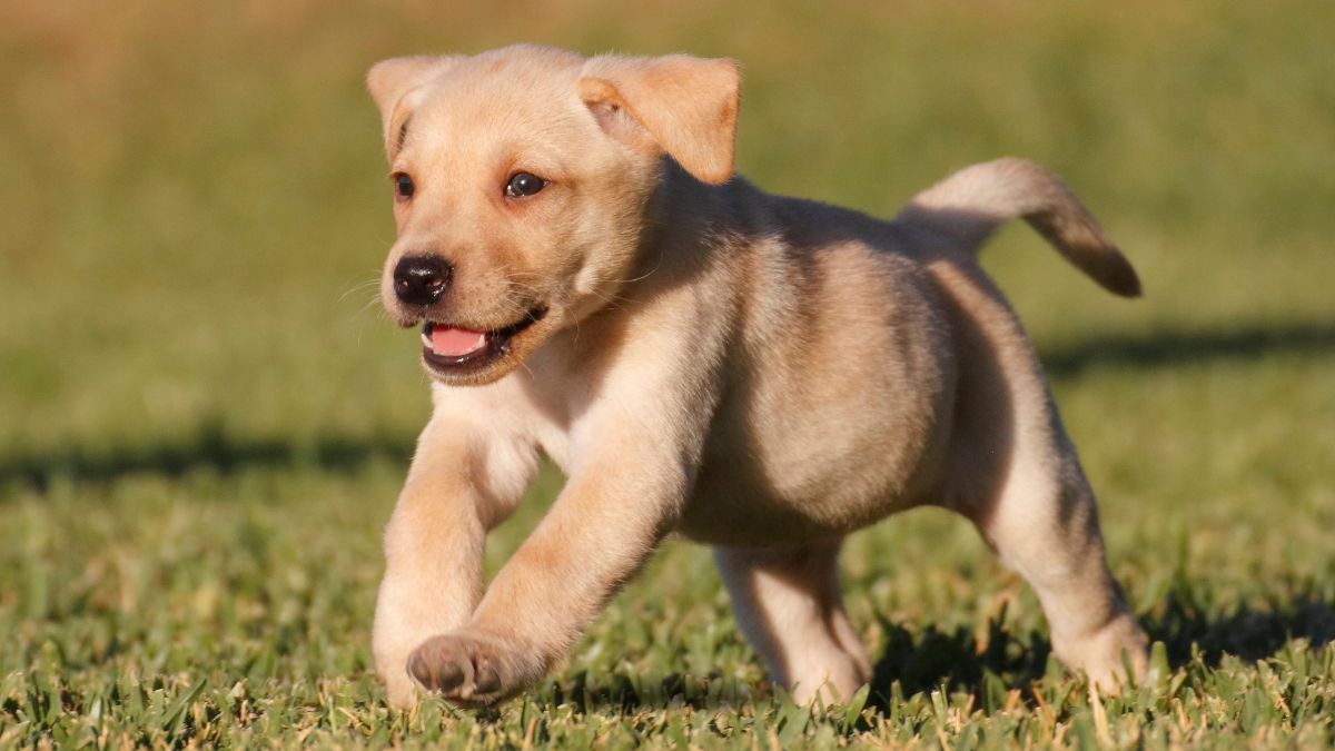 Ciao mi presento sono Giulietta | Pensa se il mio papà fosse un Vannacci Ciao, mi presento: sono Giulietta