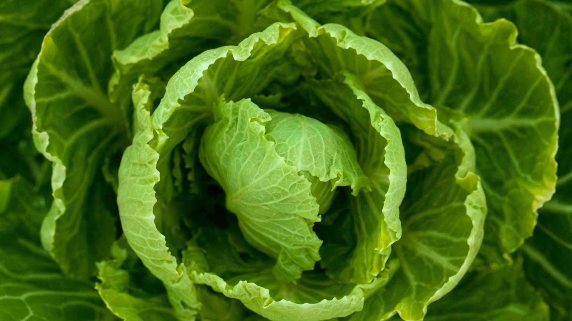 Foglia di lattuga con hummus e verdure | Lattuga estiva: 7 benefici e 3 ricette fresche da provare subito Foglia di lattuga con hummus e verdure