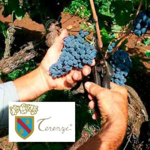 terenzi banner 300 1 | Ciociaria e Cucina