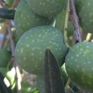Alfredo Cetrone Olive-Gaeta