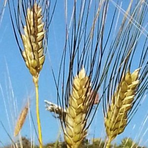 Pastificio degli Svevi - Grano Senatore