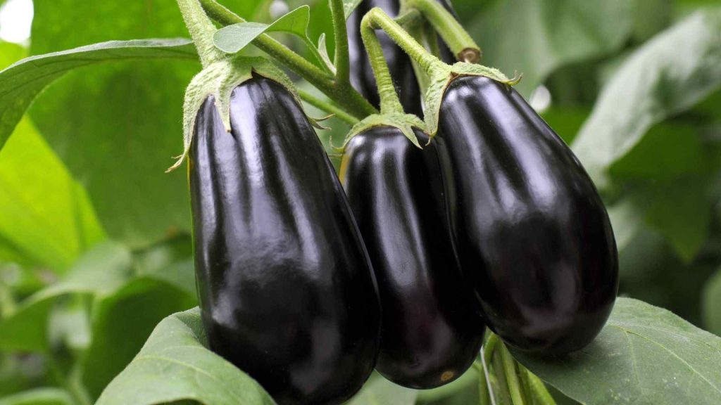 Ortaggi di giugno | Cibo di stagione di giugno: cosa portare davvero in tavola Ortaggi di giugno
